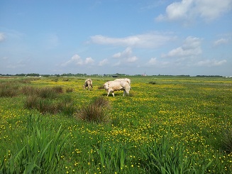 koebinnenpolder12