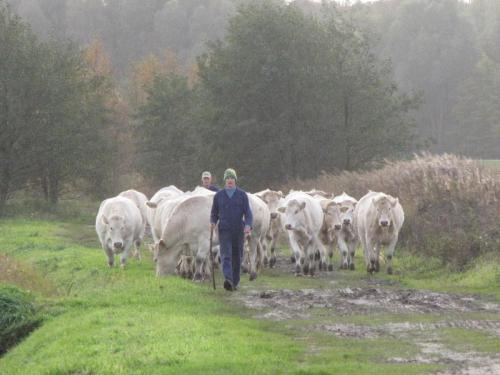 koeienbinnenpolder